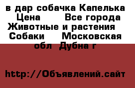 в дар собачка Капелька › Цена ­ 1 - Все города Животные и растения » Собаки   . Московская обл.,Дубна г.